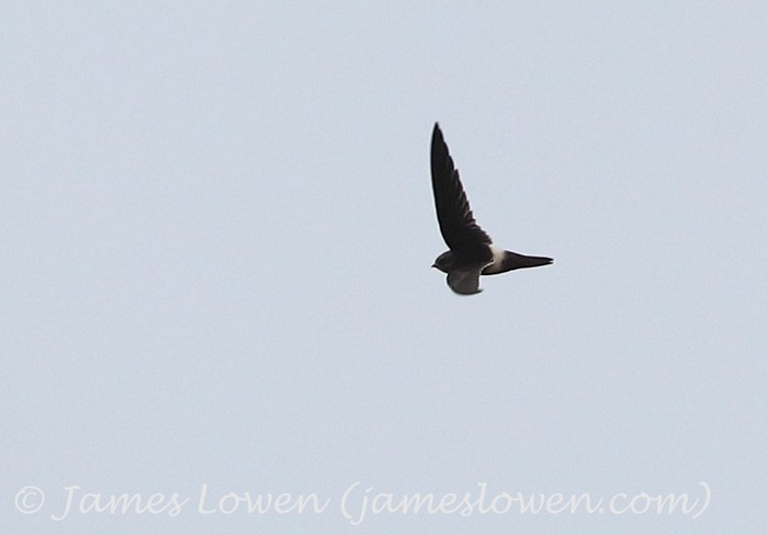 White-rumped Swift