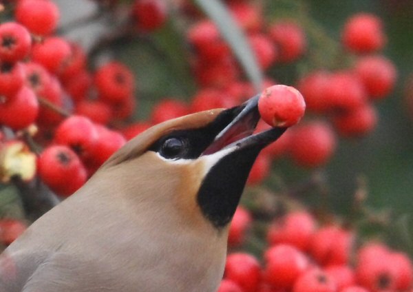 Waxwing