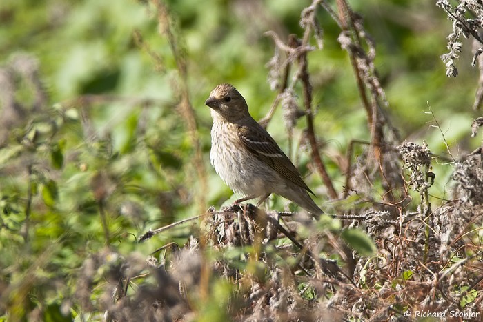 Common Rosefinch