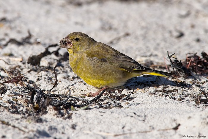 Greenfinch