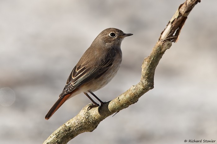 Redstart
