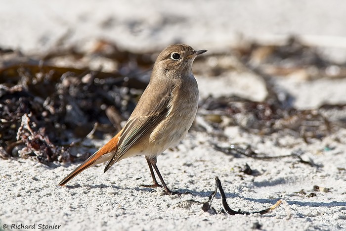 Redstart