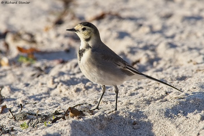 White Wagtail