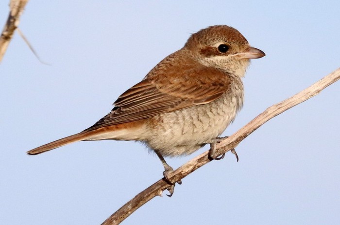 Red-backed Shrike