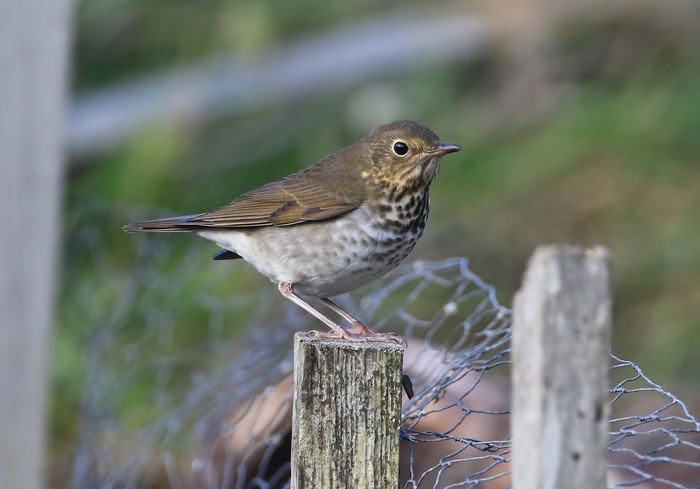 Swainson's Thrush