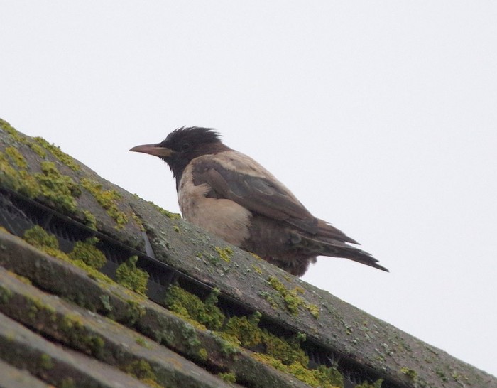 Rose-coloured Starling