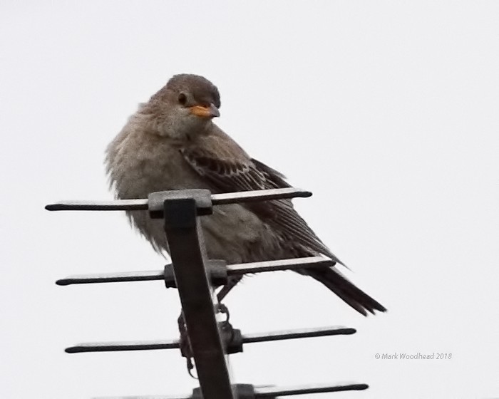 Rose-coloured Starling