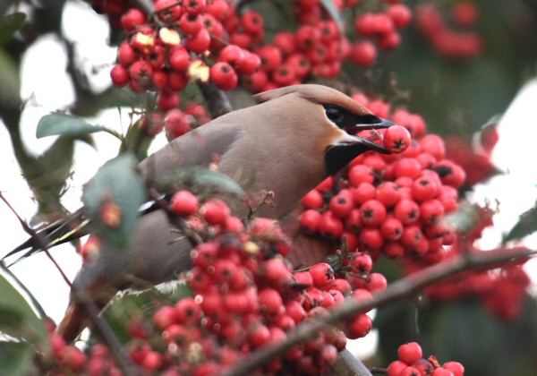 Waxwing