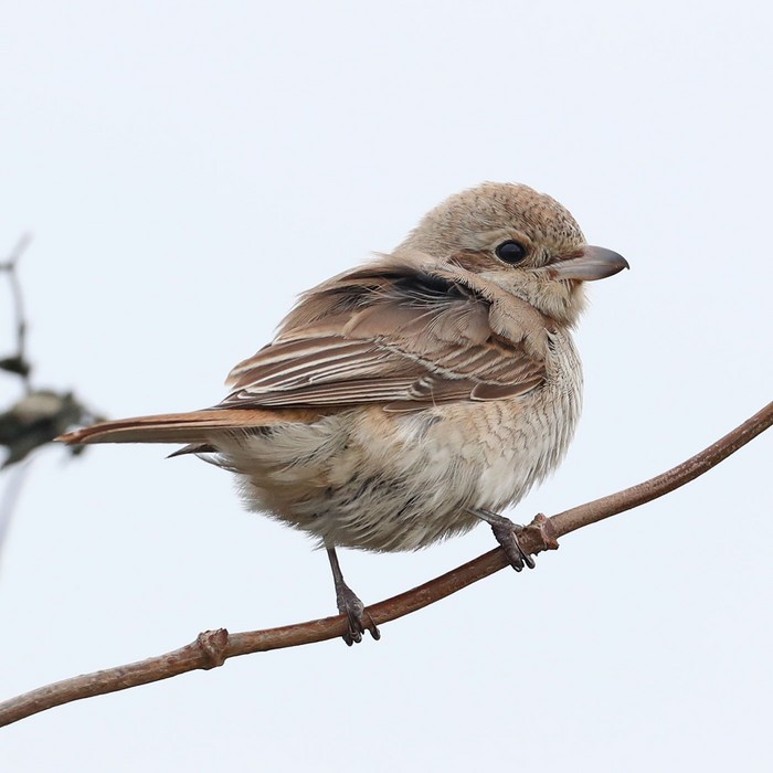 Isabelline Shrike