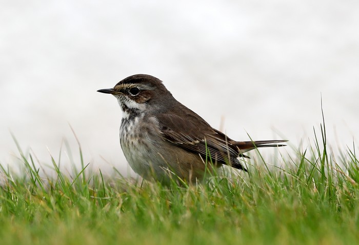 Bluethroat