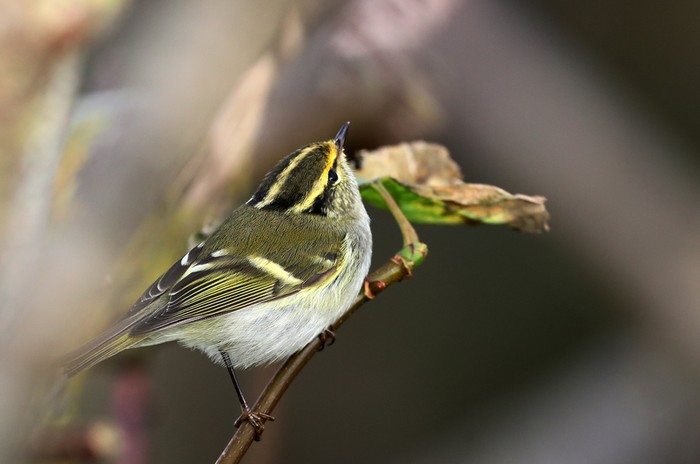 Pallas's Warbler