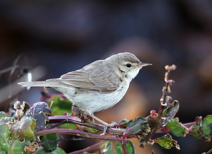 Booted Warbler