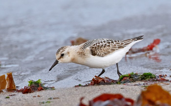 Sanderling