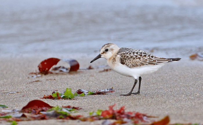 Sanderling