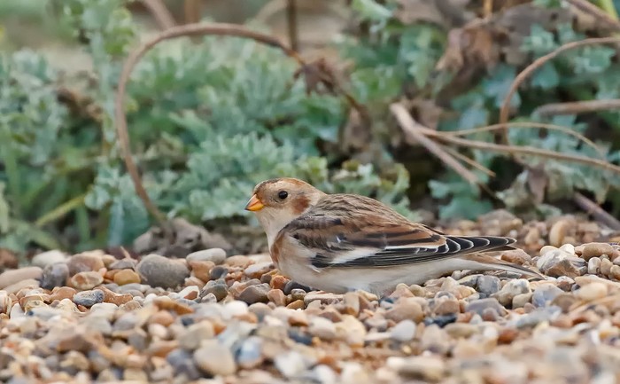 Snow Bunting