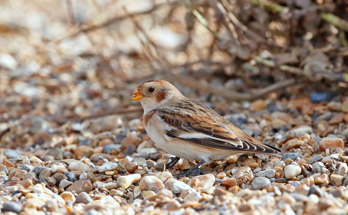 Snow Bunting