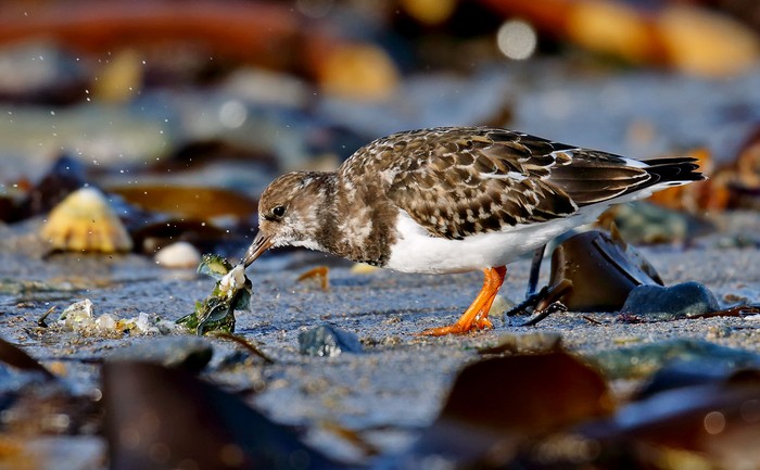 Turnstone