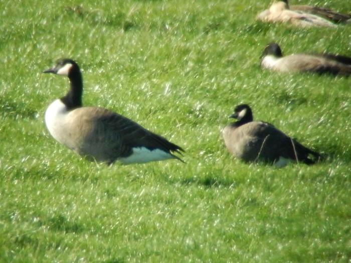 Ridgway's Cackling Goose