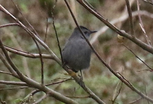Grey Catbird