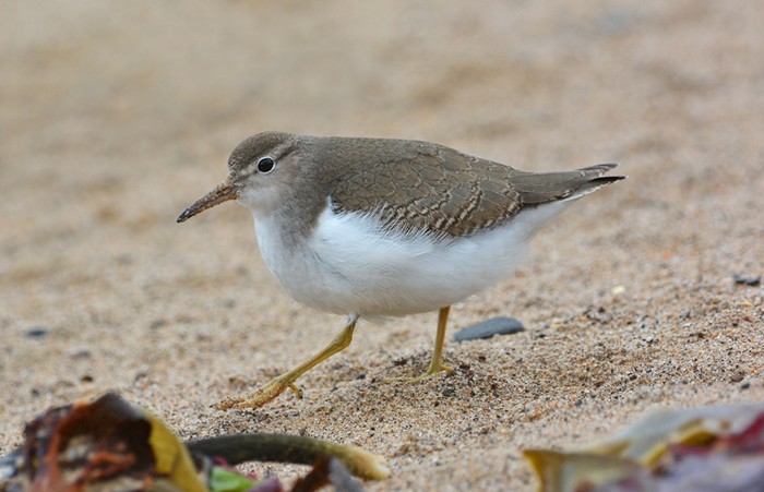 Spotted Sandpiper