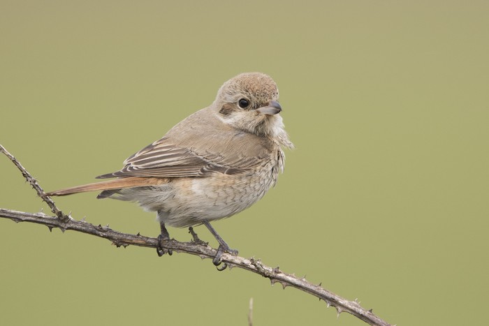 Isabelline Shrike