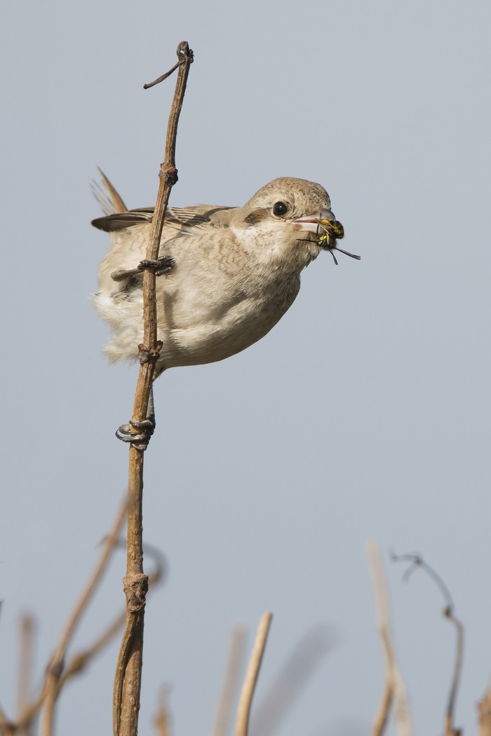 Isabelline Shrike