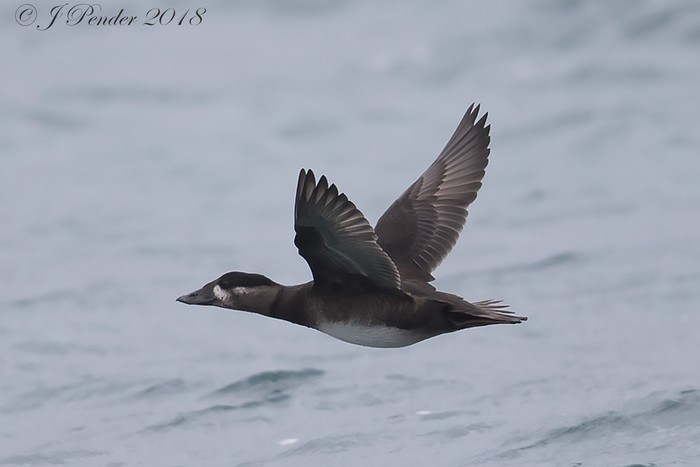 Surf Scoter