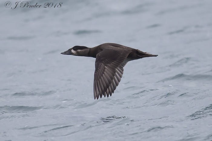 Surf Scoter