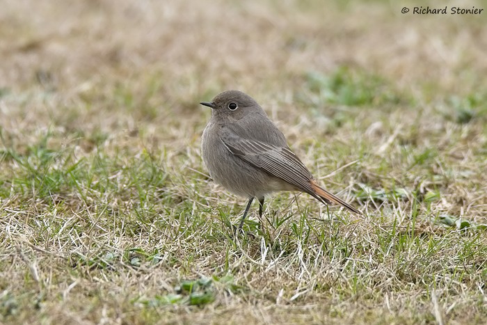 Black Redstart