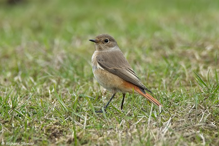 Redstart