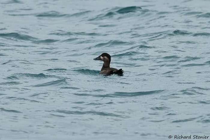 Surf Scoter