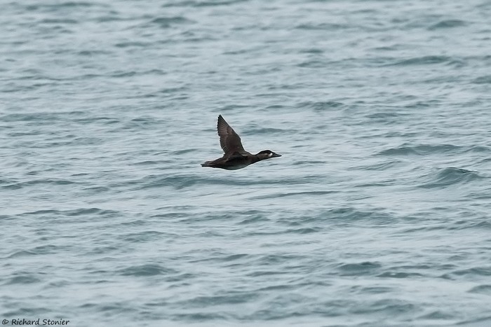 Surf Scoter