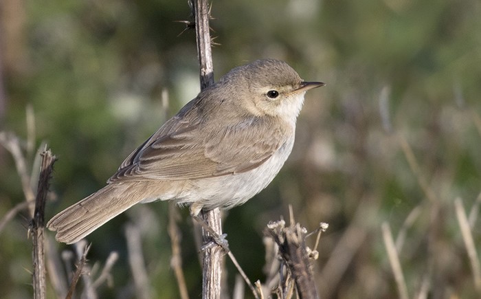 Booted Warbler