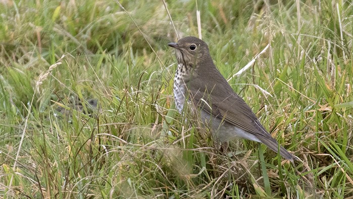 Swainson's Thrush