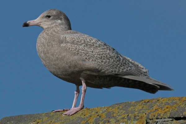 Glaucous Gull