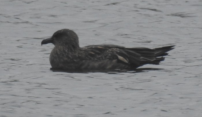 Great Skua