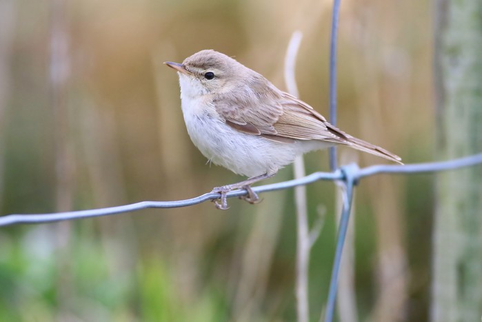 Booted Warbler