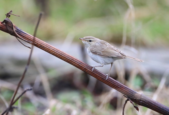 Booted Warbler