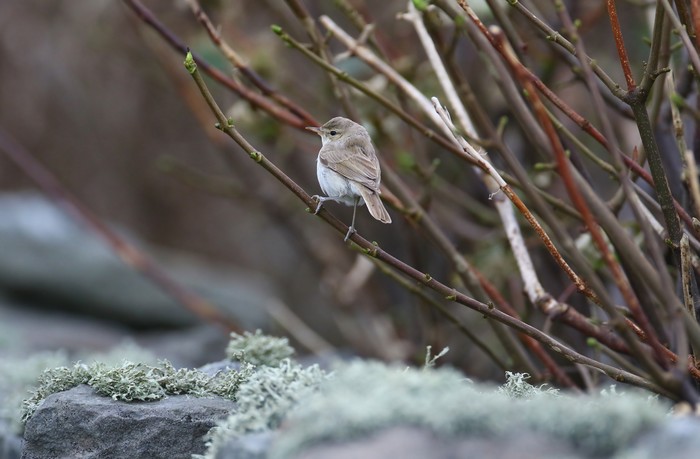 Booted Warbler