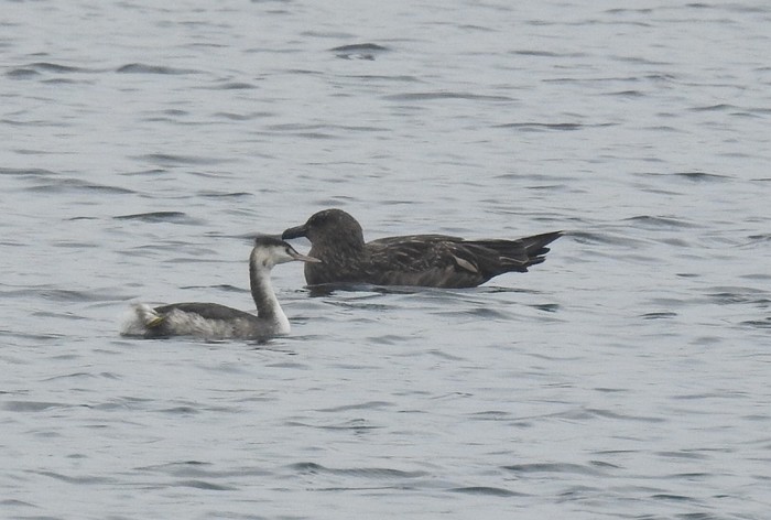 Great Skua