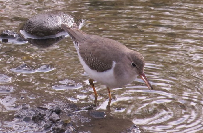 Spotted Sandpiper