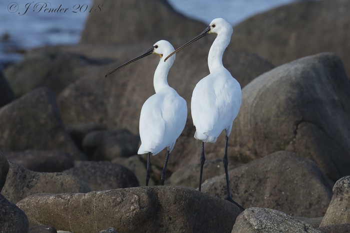 Spoonbill