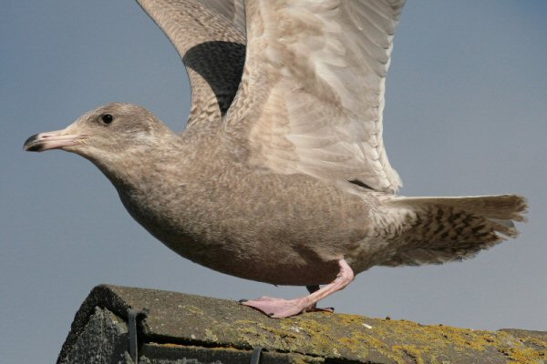 Glaucous Gull