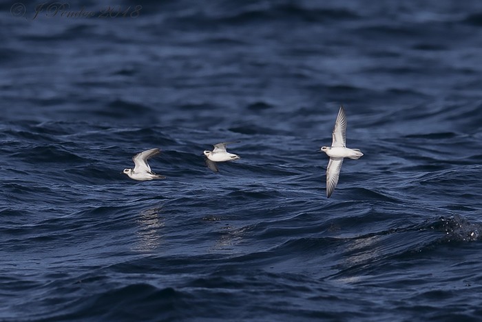 Grey Phalarope