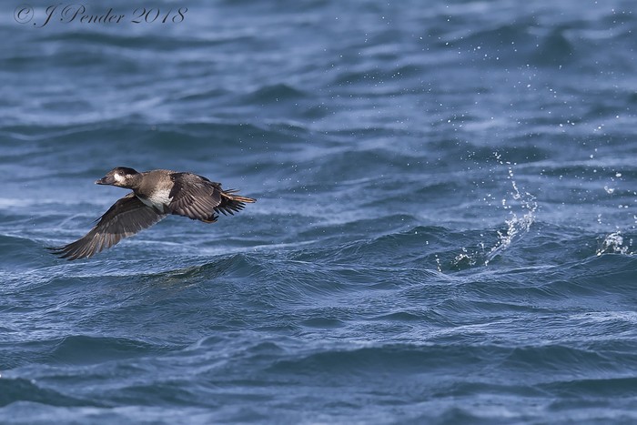 Surf Scoter