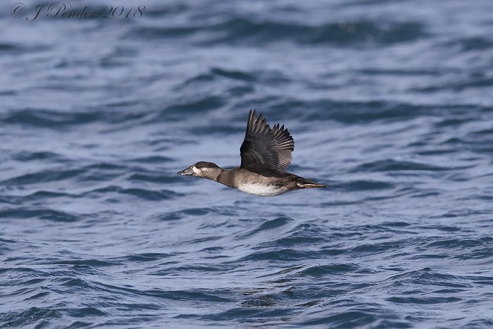 Surf Scoter