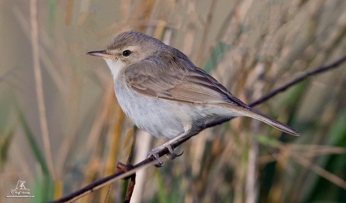 Booted Warbler