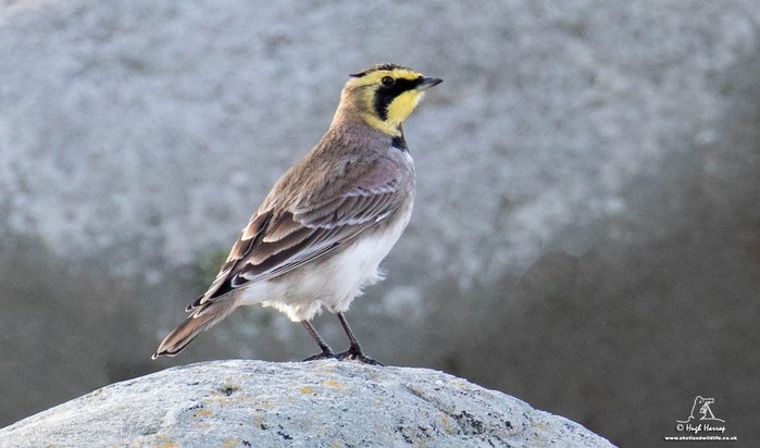 Shorelark