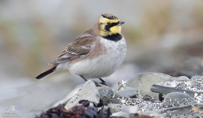 Shorelark