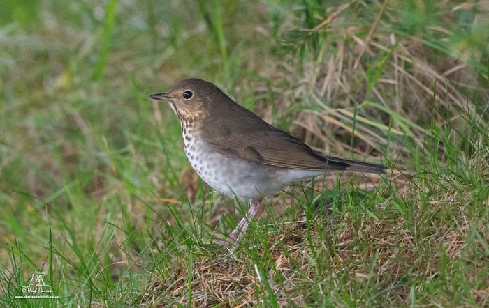 Swainson's Thrush